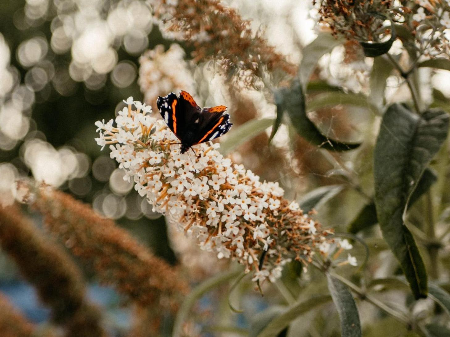 Вилла Purple Papillon Хёвелланд Экстерьер фото